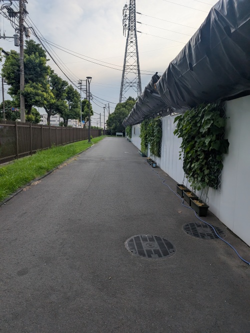 敷地内の通路（白壁と植栽）